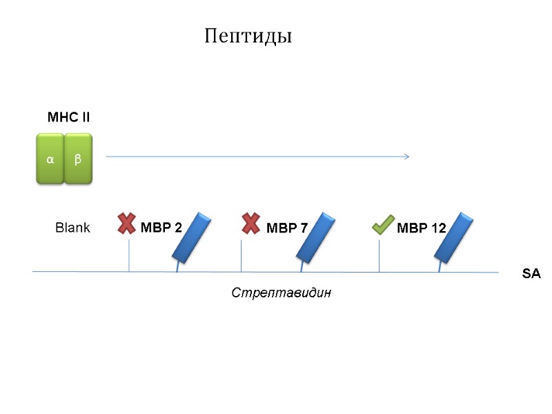 Пептиды Стрептавидин MBP 2 MBP 7 MBP 12 SA Blank